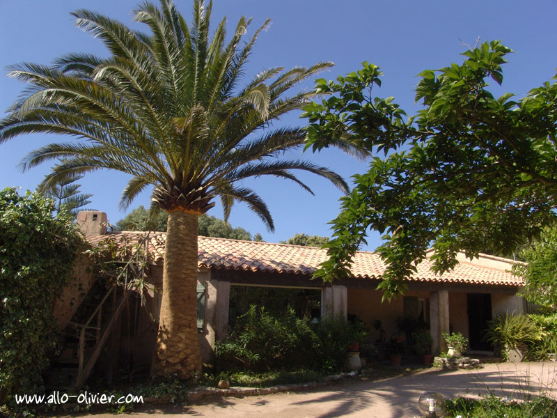 Palmier Phoenix nettoy�