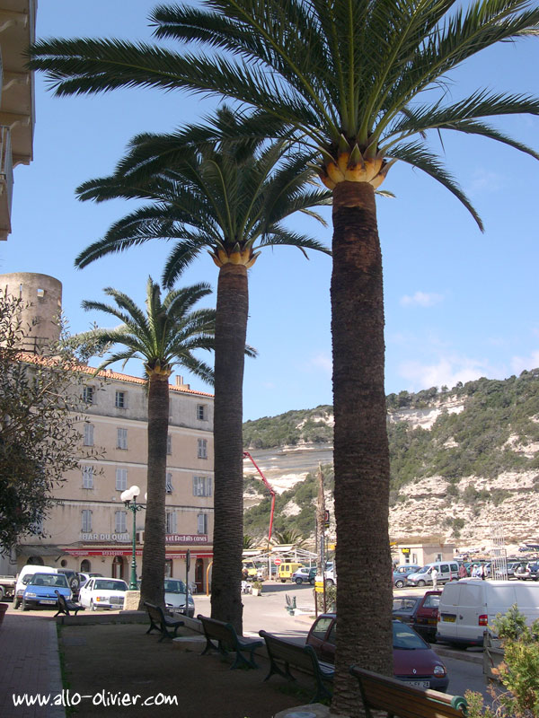 3 palmiers � Bonifacio