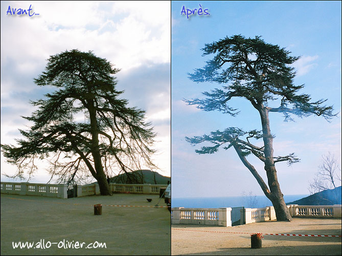 C�dre avant / apr�s nettoyage